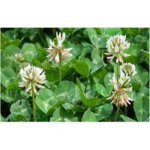 Semilla pasto trébol blanco 0.45 kg.